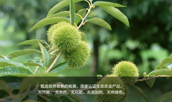 皇栗皇加盟优势 皇栗皇加盟优势