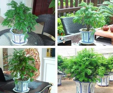 花语缘空气净化加盟条件 花语缘空气净化加盟条件