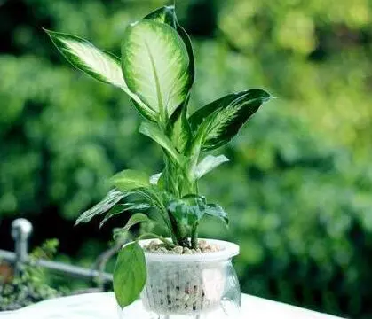 花语缘空气净化加盟支持 花语缘空气净化加盟支持