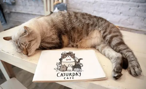 猫咪咖啡馆能赚钱吗？当然赚钱