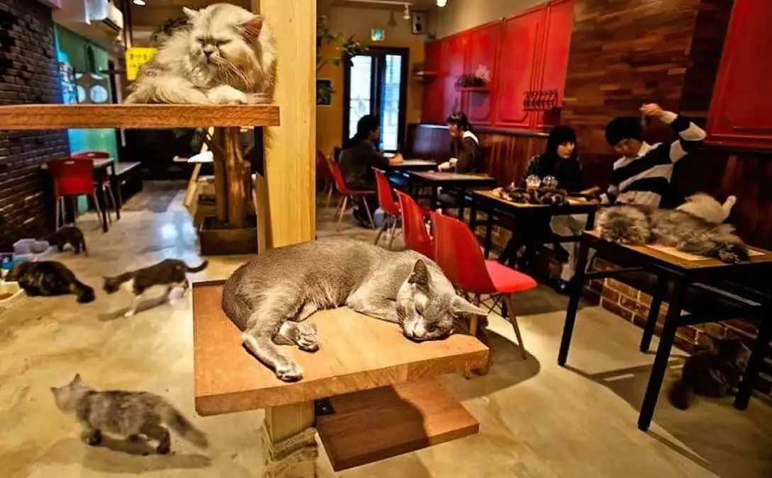 开猫咖/宠物店需要多少钱？前期准备有哪些？