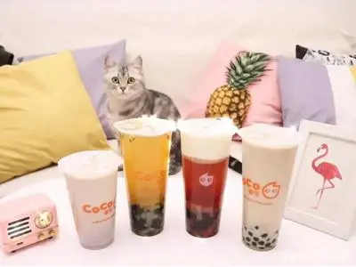 coco奶茶加盟店多少钱(coco奶茶加盟大概要多少费用)