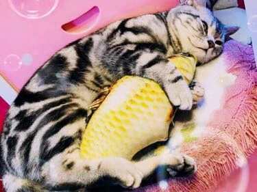 鼓捣猫呢咖啡馆儿·猫主题咖啡加盟