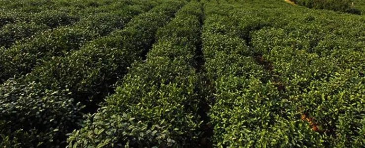 浙茶茶叶加盟优势 浙茶茶叶加盟优势