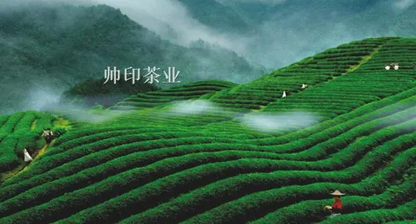 帅印加盟条件