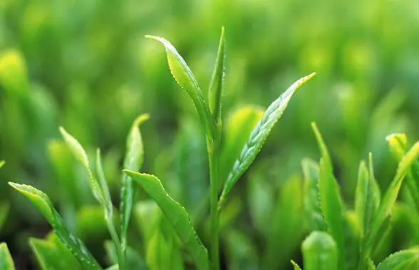 首福茶叶加盟支持 首福茶叶加盟支持