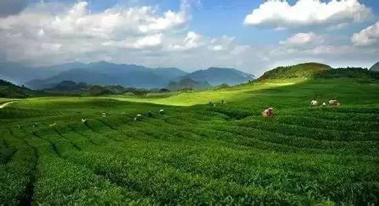 田峰山茶叶加盟 田峰山茶叶加盟