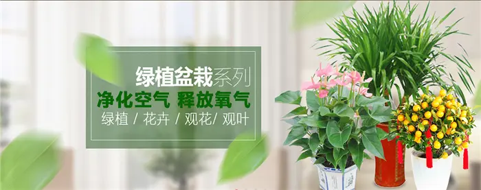 苏芳花卉加盟 苏芳花卉加盟