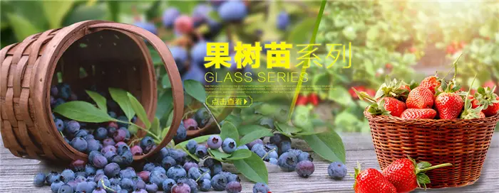 苏芳花卉加盟 苏芳花卉加盟
